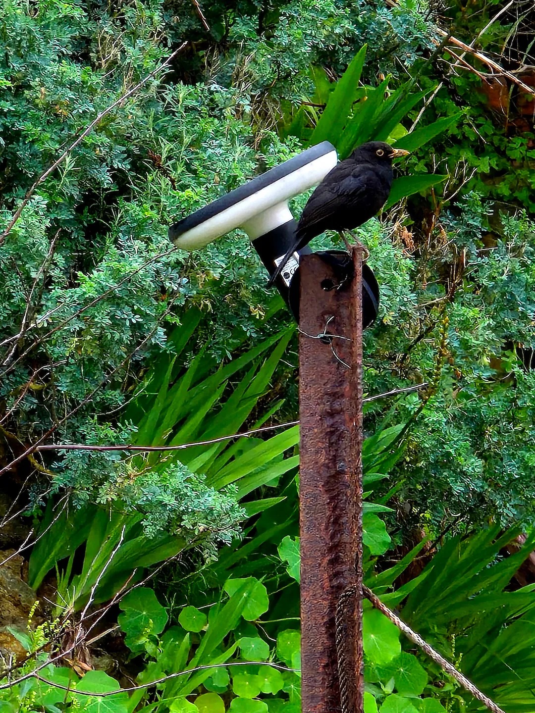 bird