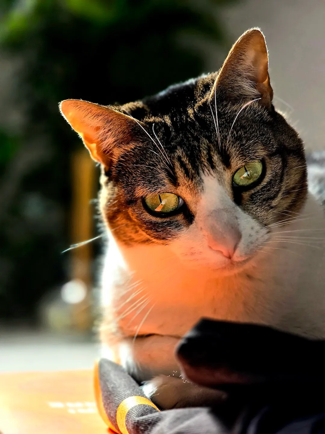 jubilee-sunbathing