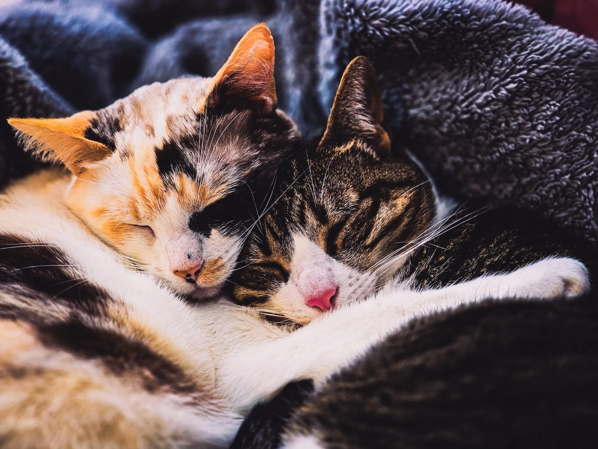 sleeping-cats